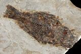 Miocene Fossil Fish & Leaf (Platanus) Plate - Nebraska #131093-2